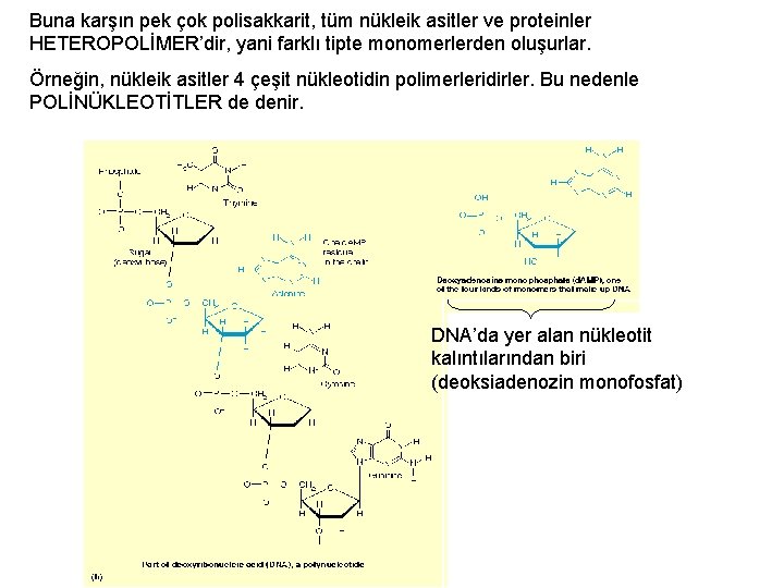 Buna karşın pek çok polisakkarit, tüm nükleik asitler ve proteinler HETEROPOLİMER’dir, yani farklı tipte