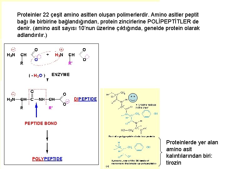 Proteinler 22 çeşit amino asitten oluşan polimerlerdir. Amino asitler peptit bağı ile birbirine bağlandığından,