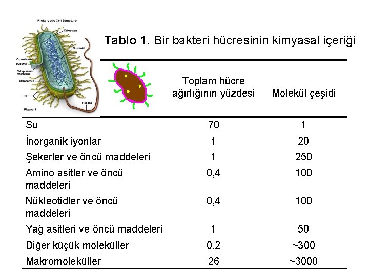 Tablo 1. Bir bakteri hücresinin kimyasal içeriği Toplam hücre ağırlığının yüzdesi Molekül çeşidi Su