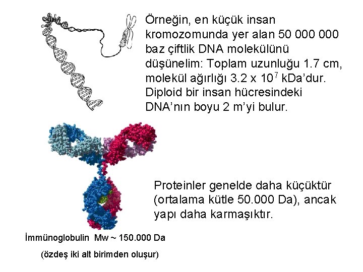 Örneğin, en küçük insan kromozomunda yer alan 50 000 baz çiftlik DNA molekülünü düşünelim: