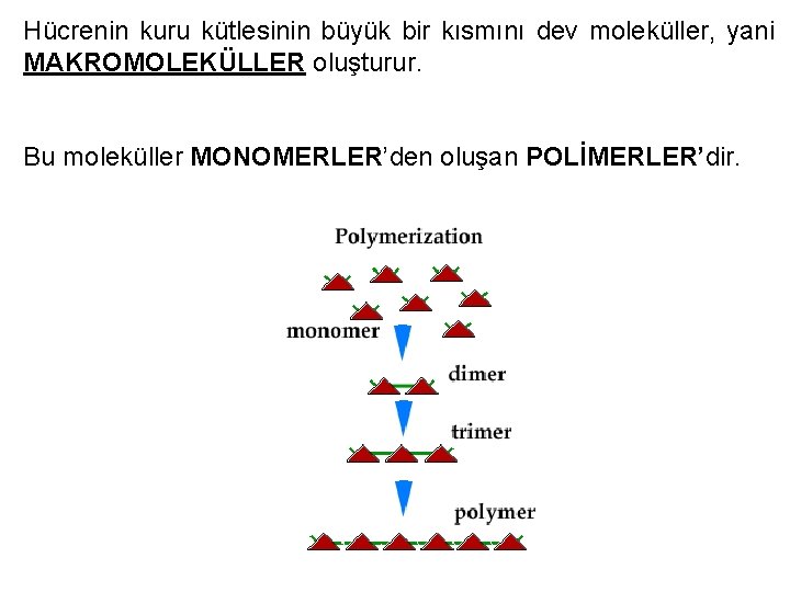 Hücrenin kuru kütlesinin büyük bir kısmını dev moleküller, yani MAKROMOLEKÜLLER oluşturur. Bu moleküller MONOMERLER’den