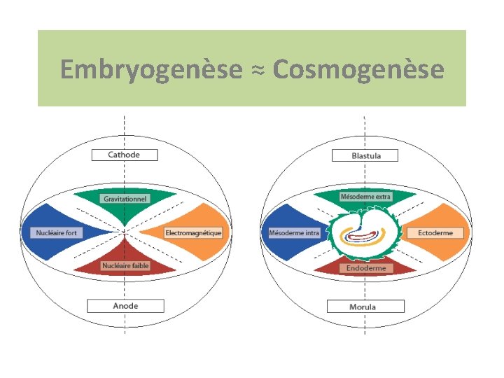 Embryogenèse ≈ Cosmogenèse 