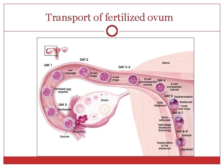 Transport of fertilized ovum 