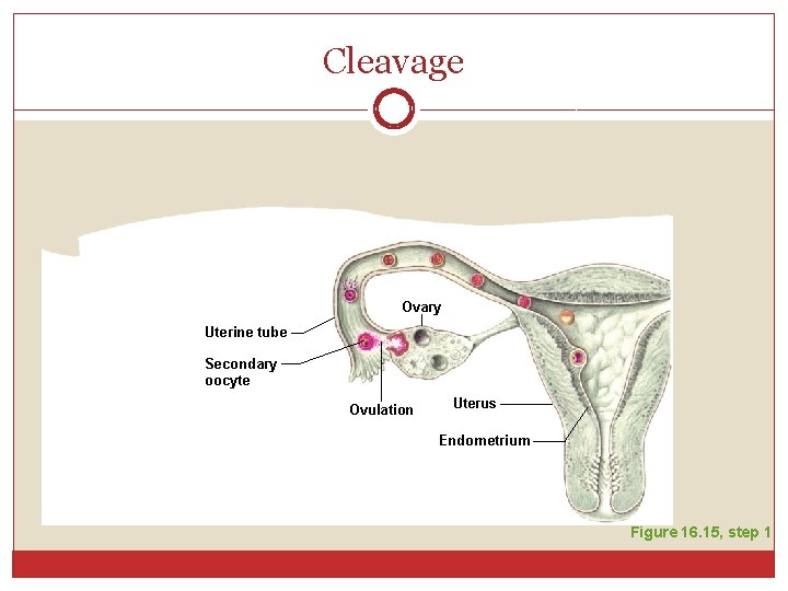 Cleavage Ovary Uterine tube Secondary oocyte Ovulation Uterus Endometrium Figure 16. 15, step 1