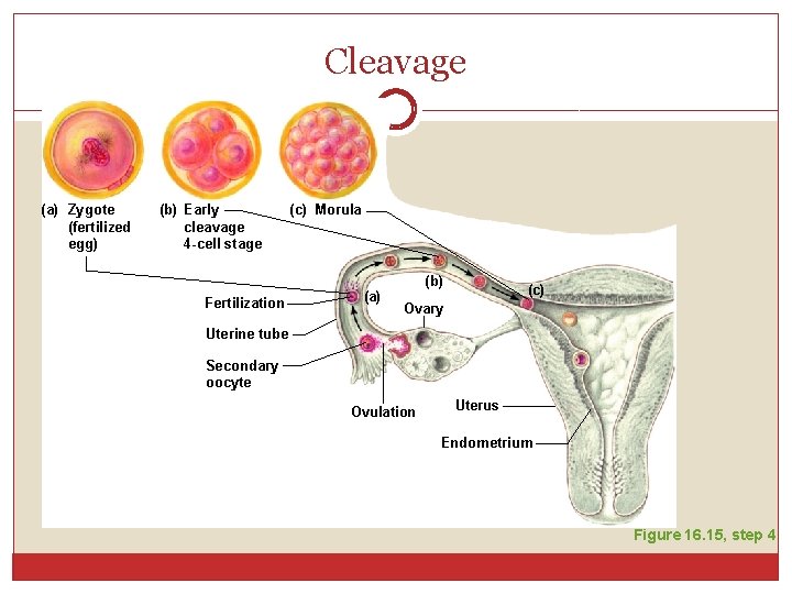 Cleavage (a) Zygote (fertilized egg) (b) Early cleavage 4 -cell stage Fertilization (c) Morula