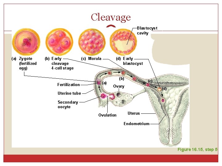 Cleavage Blastocyst cavity (a) Zygote (fertilized egg) (b) Early cleavage 4 -cell stage Fertilization