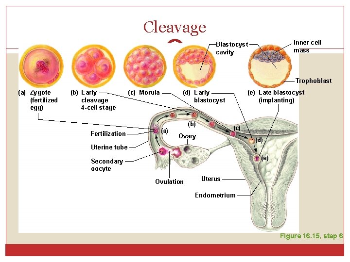 Cleavage Inner cell mass Blastocyst cavity Trophoblast (a) Zygote (fertilized egg) (b) Early cleavage