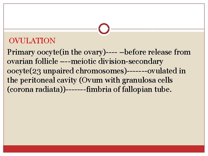 OVULATION Primary oocyte(in the ovary)---- –before release from ovarian follicle –--meiotic division-secondary oocyte(23 unpaired