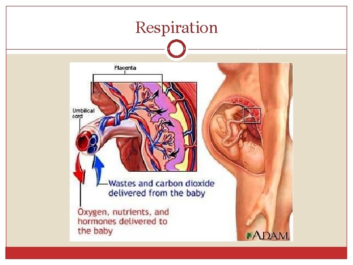 Respiration 