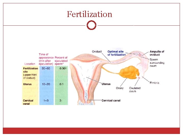 Fertilization 