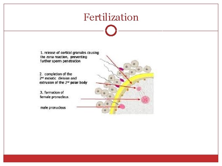 Fertilization 