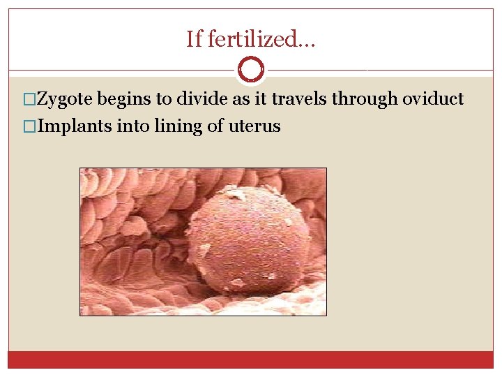 If fertilized… �Zygote begins to divide as it travels through oviduct �Implants into lining