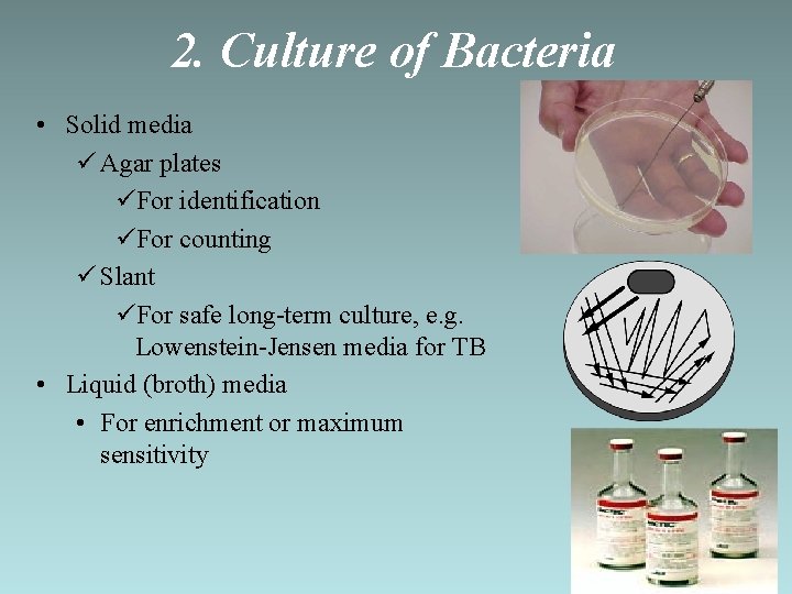 2. Culture of Bacteria • Solid media ü Agar plates üFor identification üFor counting