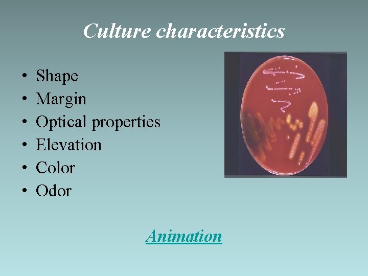 Culture characteristics • • • Shape Margin Optical properties Elevation Color Odor Animation 