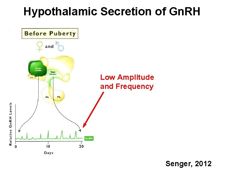 Hypothalamic Secretion of Gn. RH Low Amplitude and Frequency Senger, 2012 