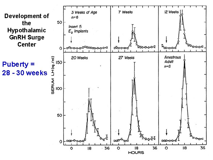 Development of the Hypothalamic Gn. RH Surge Center Puberty = 28 - 30 weeks