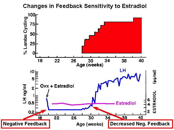 Changes in Feedback Sensitivity to Estradiol Negative Feedback Decreased Neg. Feedback 