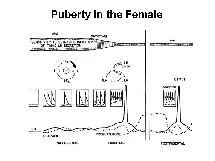 Puberty in the Female 