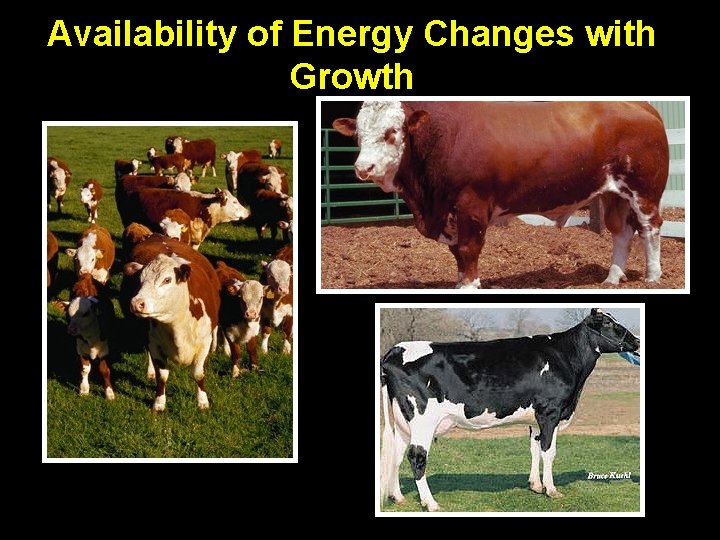 Availability of Energy Changes with Growth 