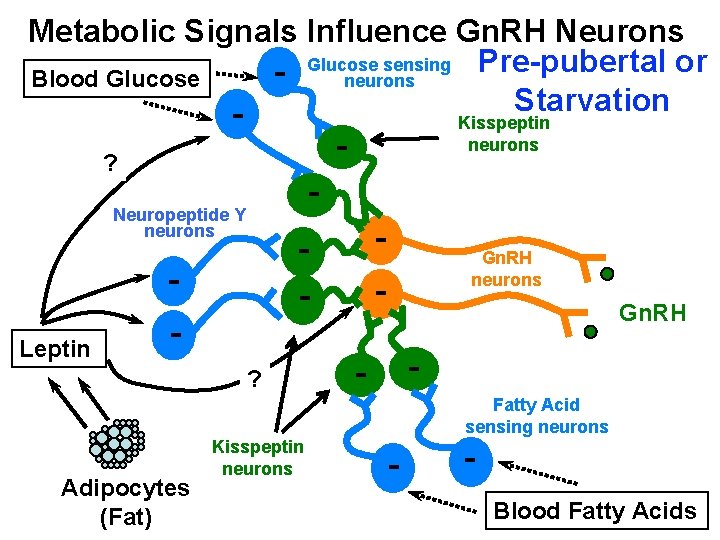 Metabolic Signals Influence Gn. RH Neurons Glucose sensing Pre-pubertal or neurons Blood Glucose Starvation