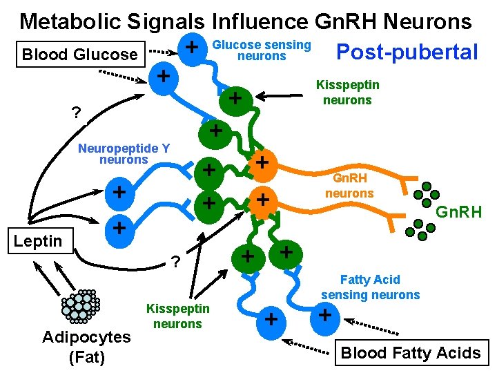 Metabolic Signals Influence Gn. RH Neurons Glucose sensing + Post-pubertal neurons Blood Glucose +