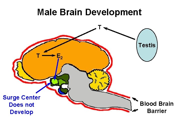 Male Brain Development T Testis T Surge Center Does not Develop E 2 Blood