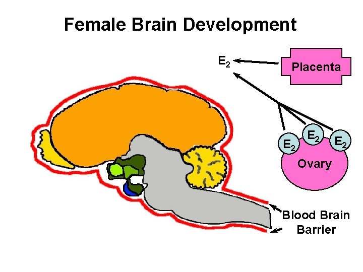 Female Brain Development E 2 Placenta E 2 E 2 Ovary Blood Brain Barrier