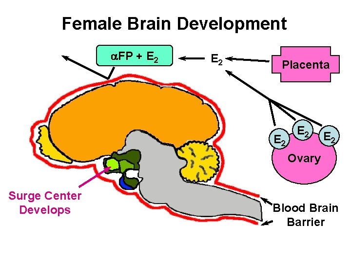 Female Brain Development a. FP + E 2 Placenta E 2 E 2 Ovary