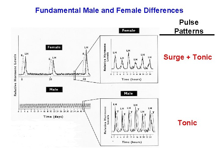 Fundamental Male and Female Differences Pulse Patterns Surge + Tonic 