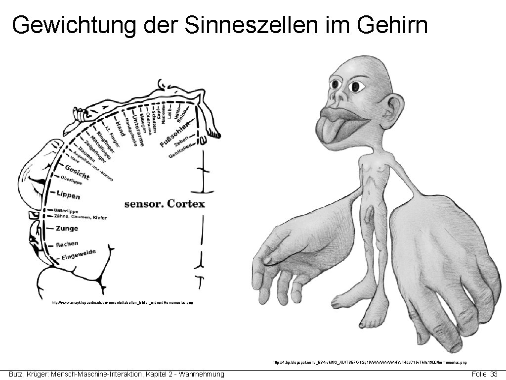 Gewichtung der Sinneszellen im Gehirn http: //www. enzyklopaedie. ch/dokumente/tabellen_bilder_ordner/Homunculus. png http: //4. bp. blogspot.