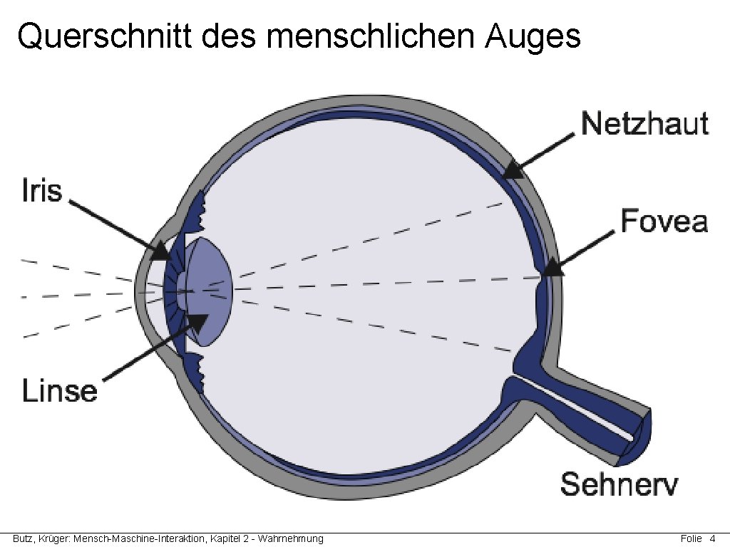Querschnitt des menschlichen Auges Butz, Krüger: Mensch-Maschine-Interaktion, Kapitel 2 - Wahrnehmung Folie 4 Querschnitt des menschlichen Auges Butz, Krüger: Mensch-Maschine-Interaktion, Kapitel 2 - Wahrnehmung Folie 4