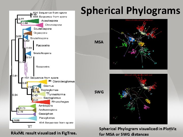 Spherical Phylograms MSA SWG 3/6/2021 RAx. ML result visualized in Fig. Tree. Spherical Phylogram