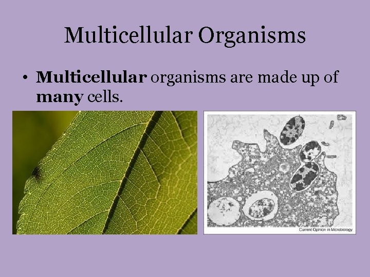 Multicellular Organisms • Multicellular organisms are made up of many cells. 