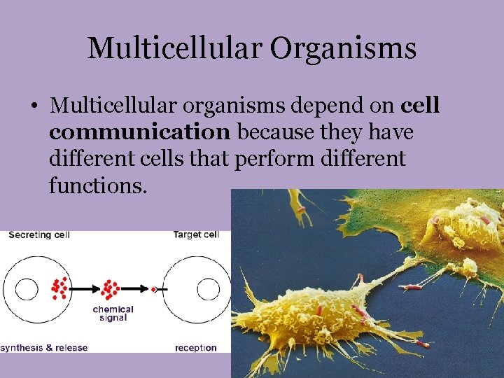 Multicellular Organisms • Multicellular organisms depend on cell communication because they have different cells