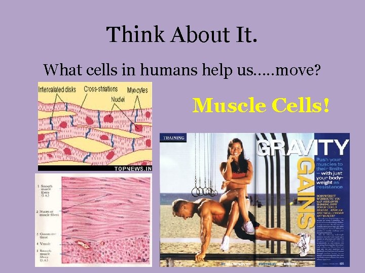 Think About It. What cells in humans help us…. . move? Muscle Cells! 