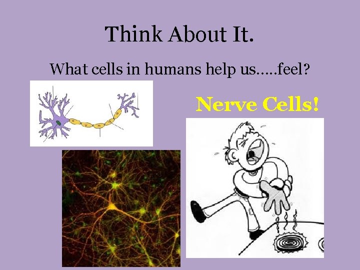 Think About It. What cells in humans help us…. . feel? Nerve Cells! 