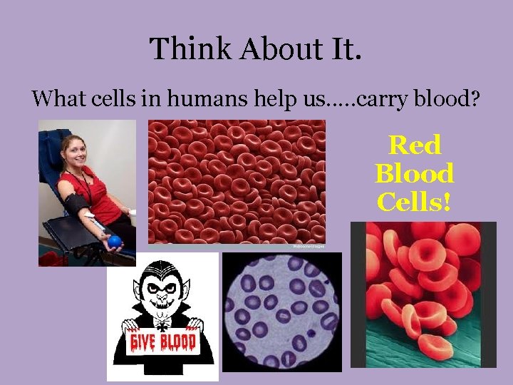 Think About It. What cells in humans help us. . . carry blood? Red