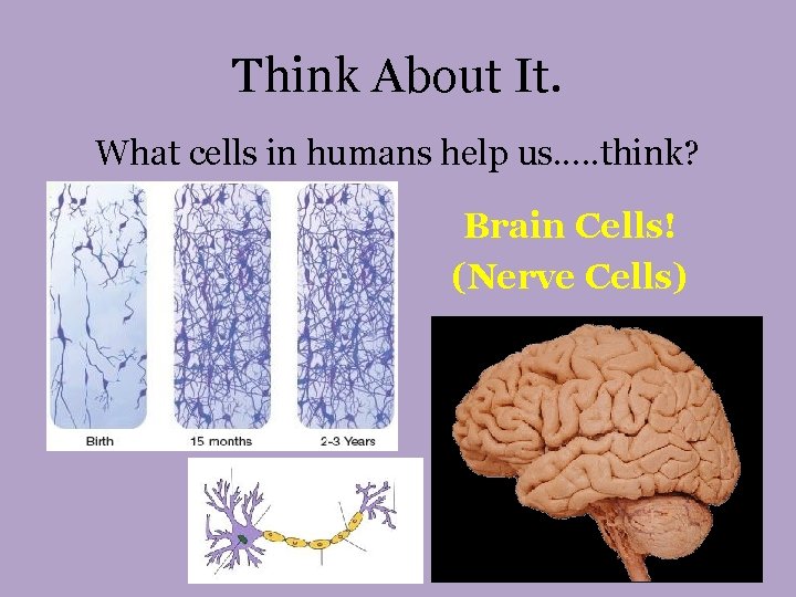 Think About It. What cells in humans help us. . . think? Brain Cells!