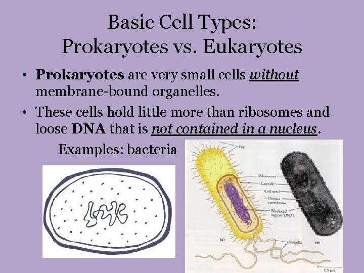 Basic Cell Types: Prokaryotes vs. Eukaryotes • Prokaryotes are very small cells without membrane-bound