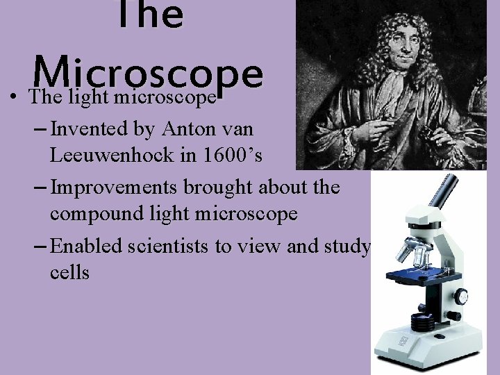 The Microscope • The light microscope – Invented by Anton van Leeuwenhock in 1600’s