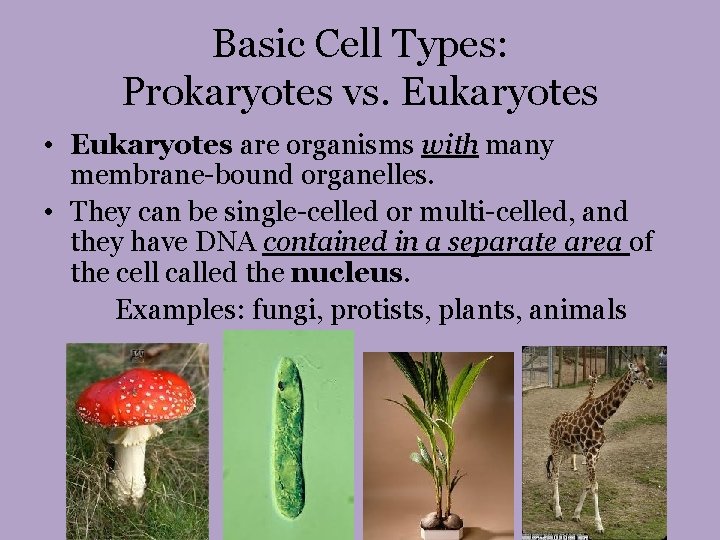 Basic Cell Types: Prokaryotes vs. Eukaryotes • Eukaryotes are organisms with many membrane-bound organelles.