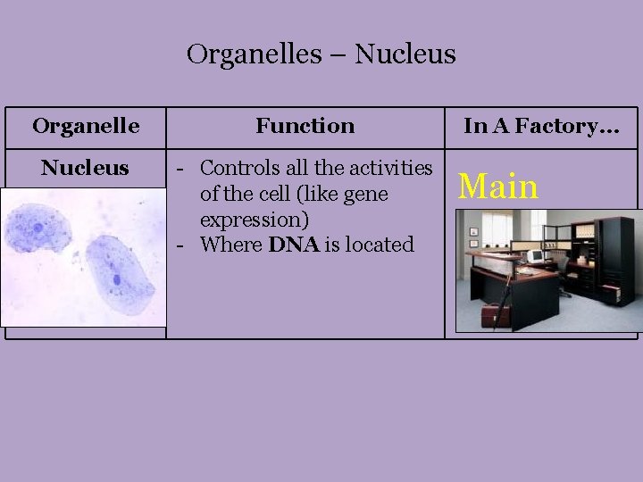 Organelles – Nucleus Organelle Function Nucleus - Controls all the activities of the cell