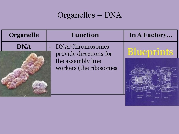 Organelles – DNA Organelle DNA Function - DNA/Chromosomes provide directions for the assembly line