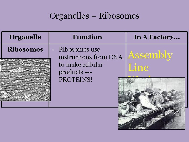 Organelles – Ribosomes Organelle Function Ribosomes - Ribosomes use instructions from DNA to make