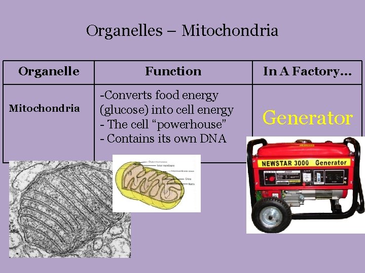 Organelles – Mitochondria Organelle Mitochondria Function -Converts food energy (glucose) into cell energy -