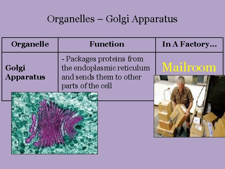 Organelles – Golgi Apparatus Organelle Golgi Apparatus Function - Packages proteins from the endoplasmic