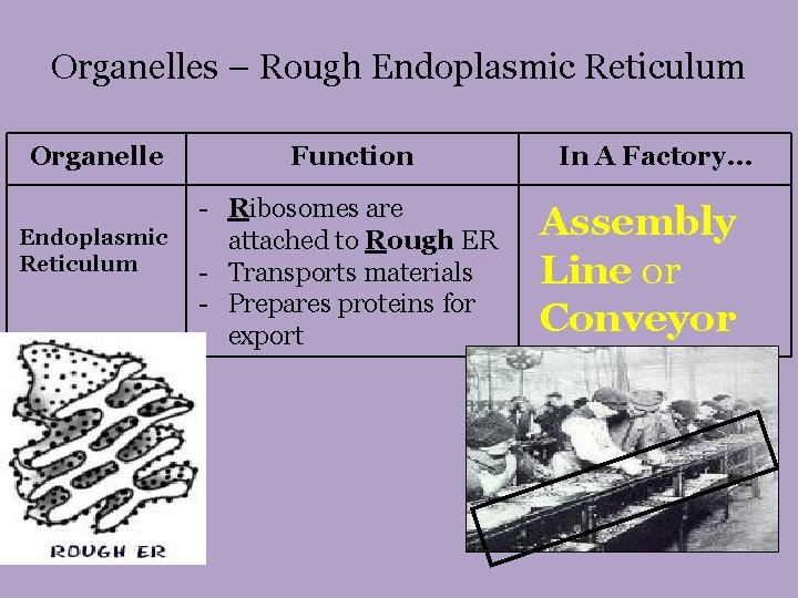 Organelles – Rough Endoplasmic Reticulum Organelle Endoplasmic Reticulum Function - Ribosomes are attached to