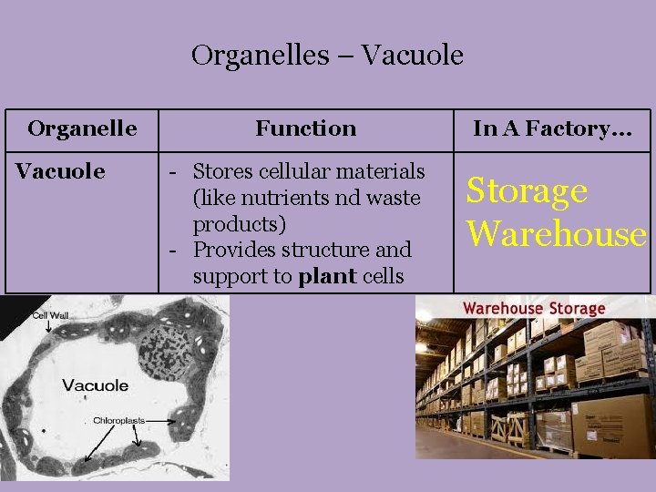 Organelles – Vacuole Organelle Vacuole Function - Stores cellular materials (like nutrients nd waste