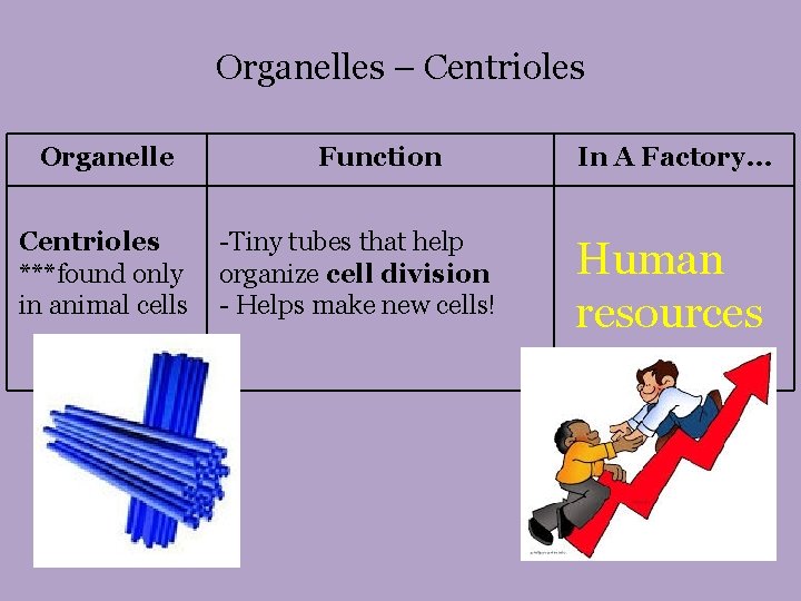 Organelles – Centrioles Organelle Centrioles ***found only in animal cells Function -Tiny tubes that