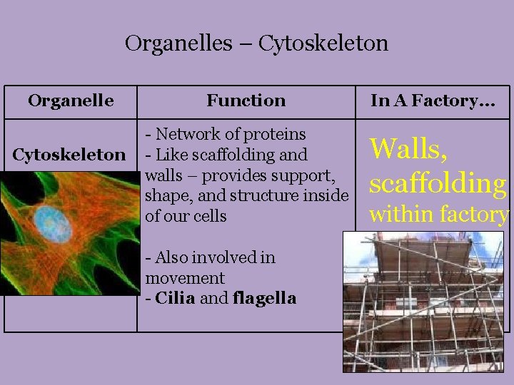 Organelles – Cytoskeleton Organelle Cytoskeleton Function - Network of proteins - Like scaffolding and